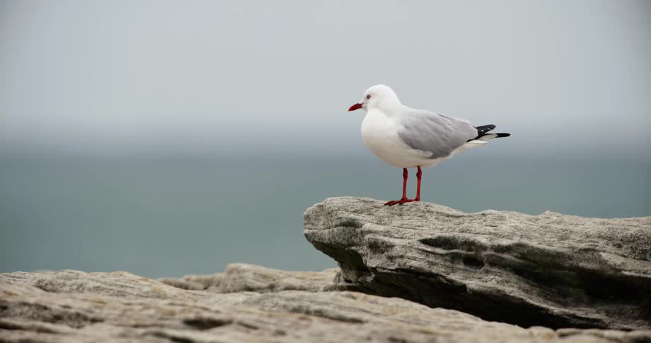A bird is sitting on a rock with an ocean in the distance