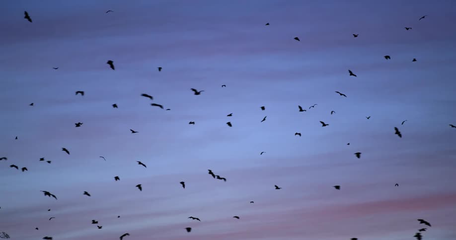 A group of bats flying around in the sky