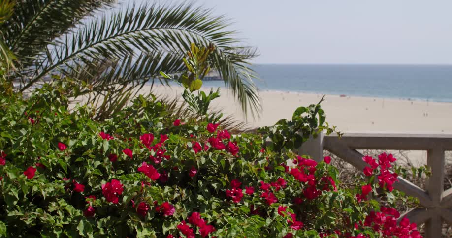 Red flowers sit before a beach