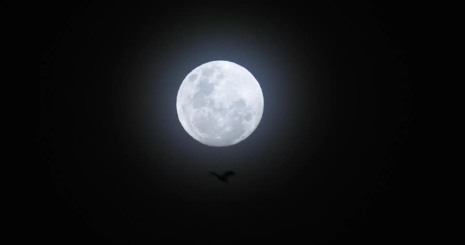 A night sky with a full moon with a silhouette of a bat flying