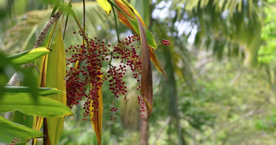 Red palm tree seeds hanging from the tree in the tropics