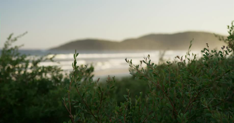 Wind blowing through green plants growing near a beach