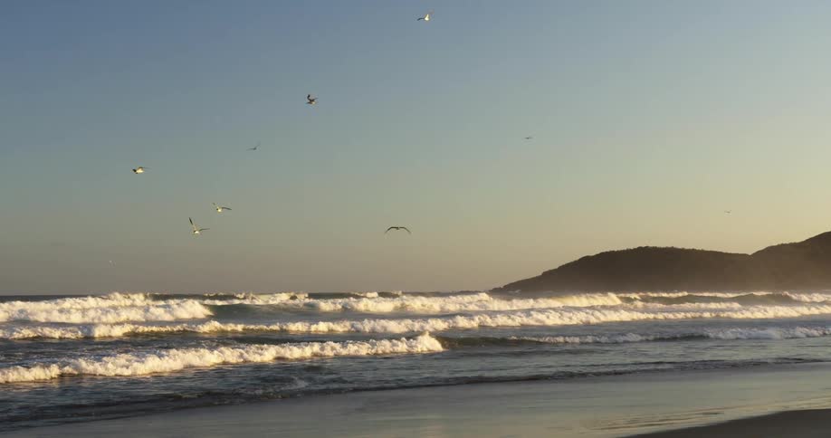 Seagulls flying over the ocean next to the coast as the tide rolls in