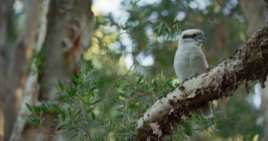 A white bird perched on a tree branch in nature