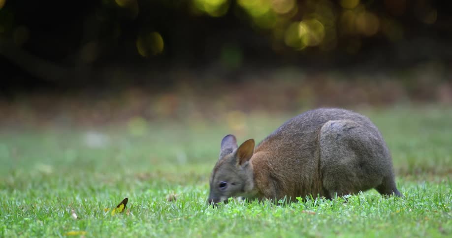 A small marsupial (Pademelon) grazing on the grass