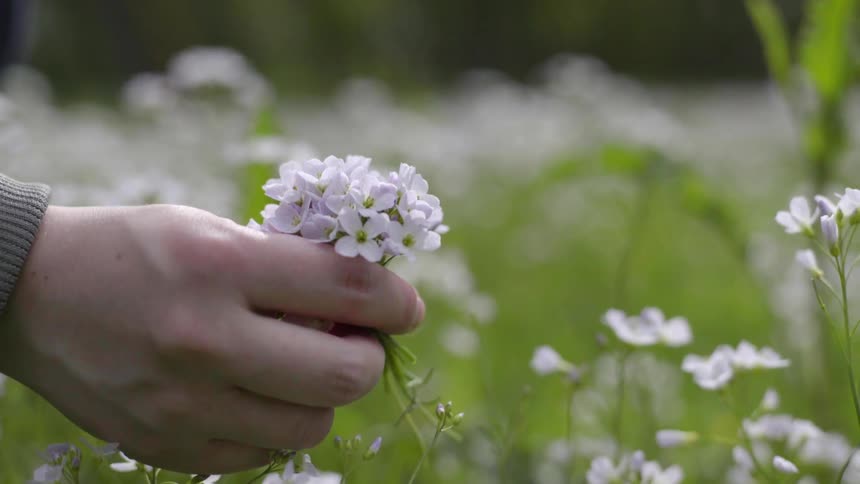 Close up of hands gathering delicate white flowers in nature.