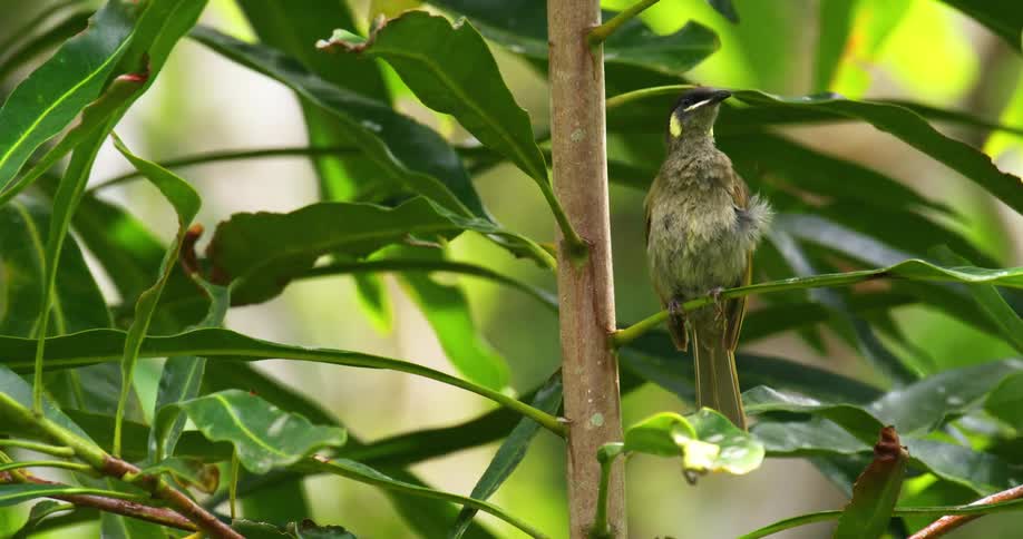 A bird cleaning itself standing on the branch of a small tree