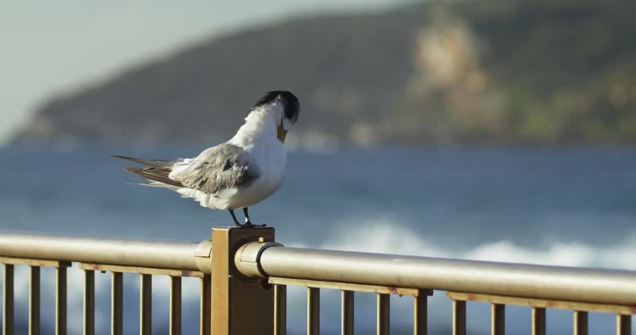 A bird sitting on a handrail on a beach