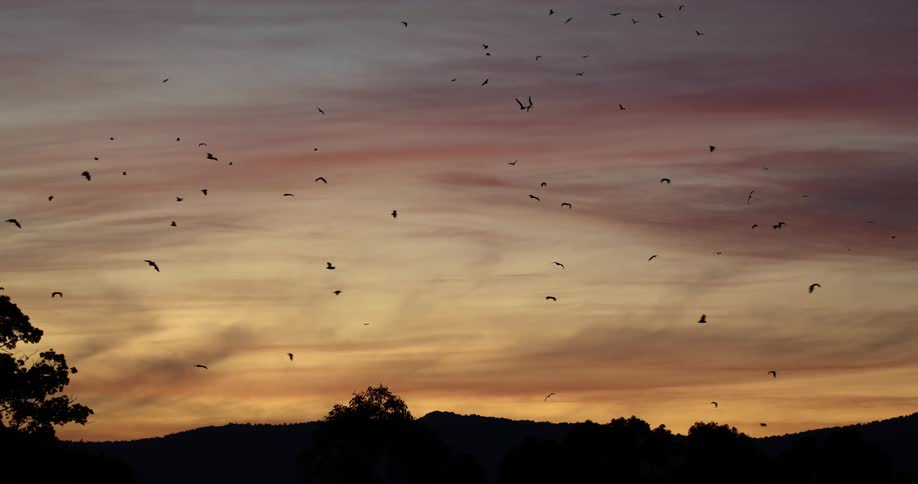 A group of bats flying above the trees in an orange sky
