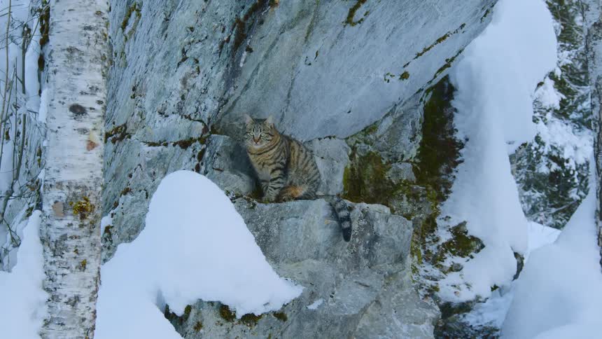 A cat grooms itself while sitting on rock outdoors on a winter day
