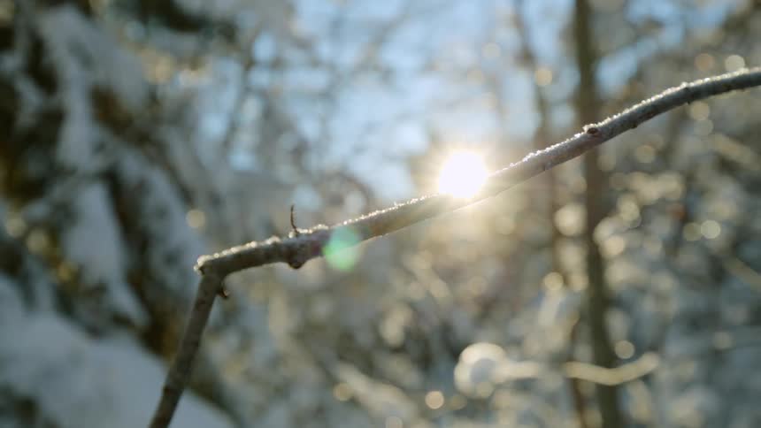 Sunlight shining on a frost covered branch in a snowy forest