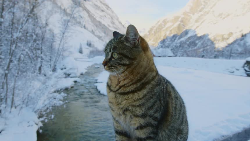 A cat perched in front of a river flowing through snowy mountains