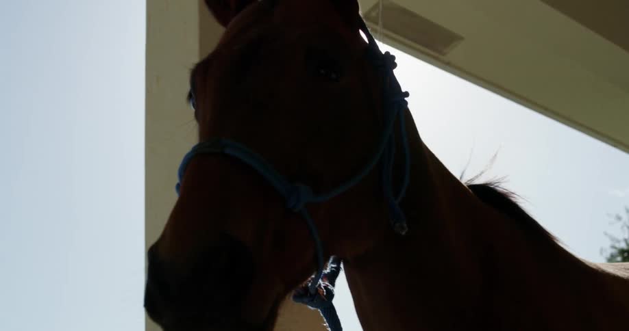 A brown horse relaxes under an open stable