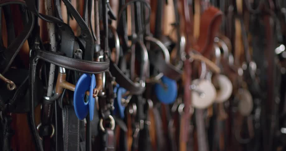 Horse bridles hanging on the wall of a stable