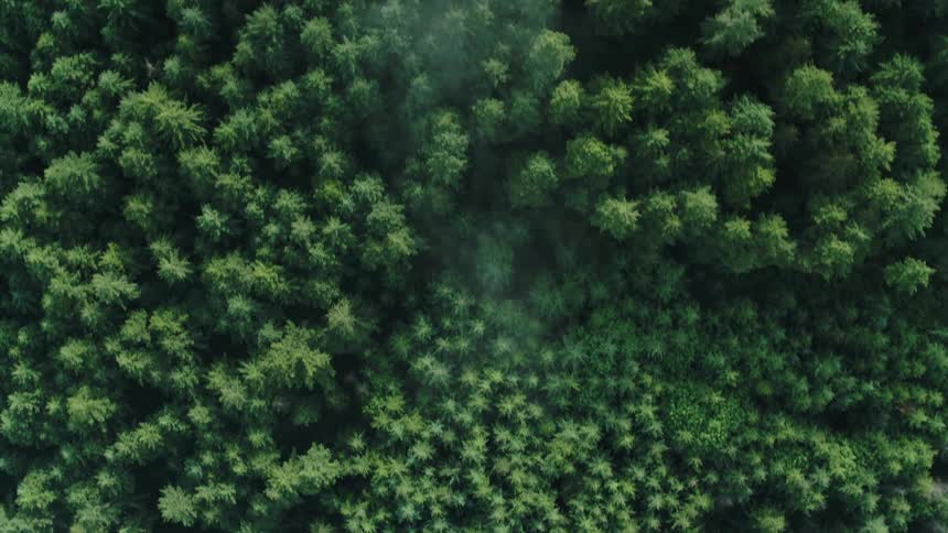 Bird's eye aerial view of trees in a forest with fog layers