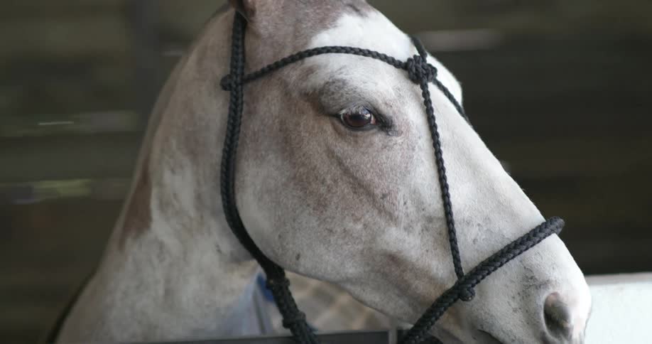 A horse stands with its head over of the gate of a stable during the day