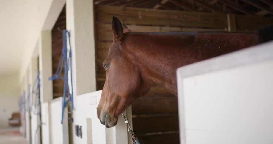 A horse in a stable with a wall in the background
