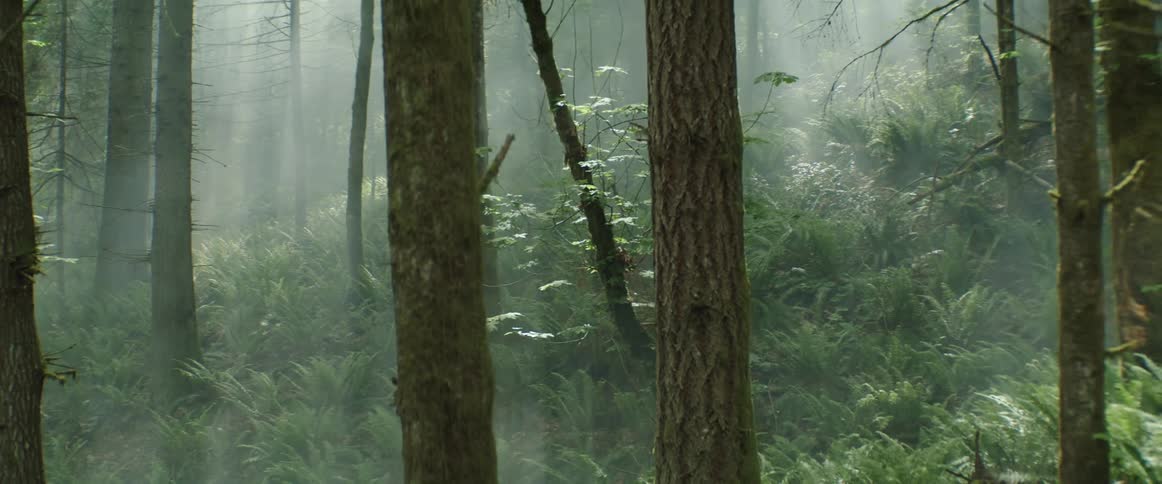 Camera sweeps through lush forest revealing sun beams through fog