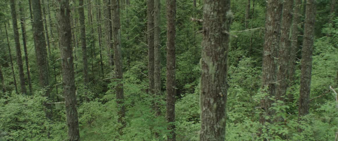 Slowly sweeping through tall trees growing in a lush forest