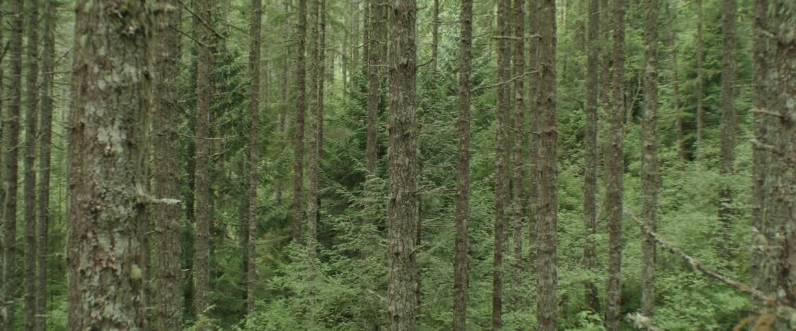 Tall trees standing in a forest as camera twists