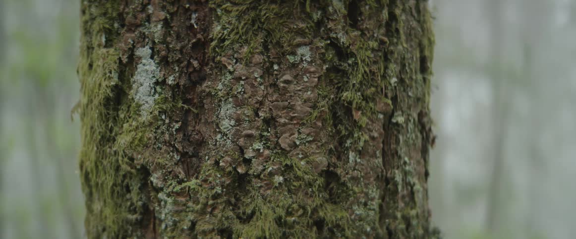 Moss and bark covering a tree trunk