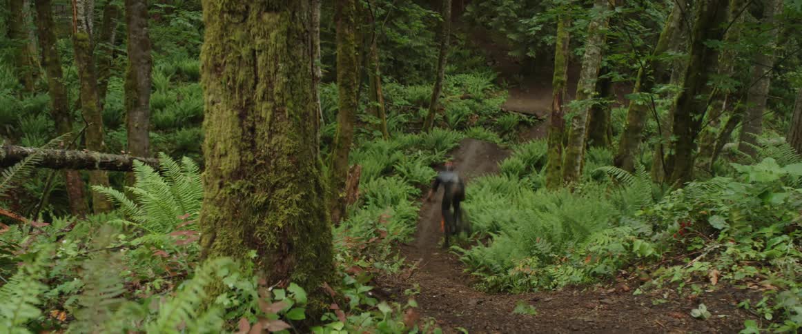 Person riding bicycle jumps down trail through forest