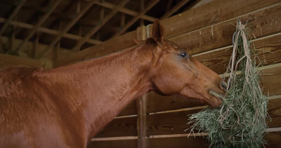 Horse eats hay hanging on wall in barn