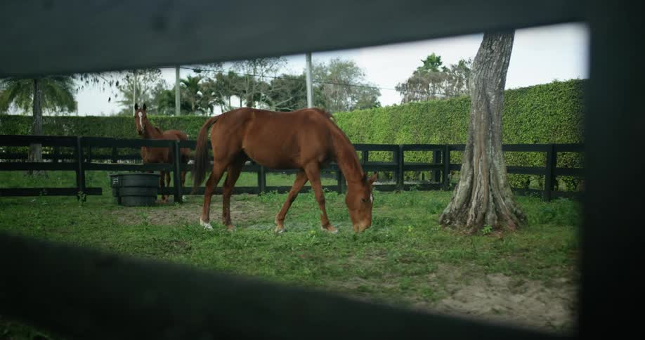 Horses eat and graze in a field sectioned off with wooden fences