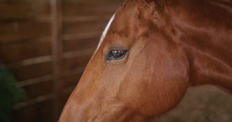 Close up of a horse standing inside a stable