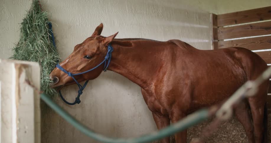 A horse eats grass hanging from a wall in a stable during the day
