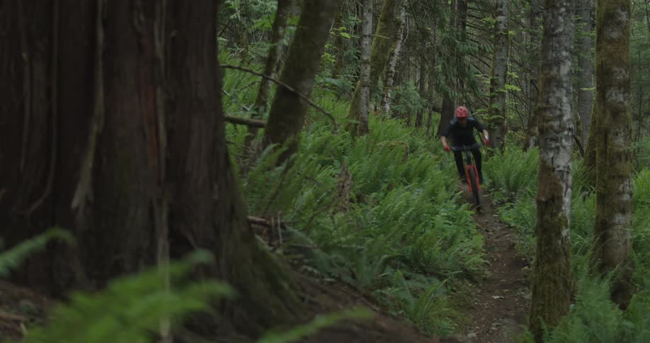 A mountain bike rider travels down rough terrain on a narrow trail in a lush forest