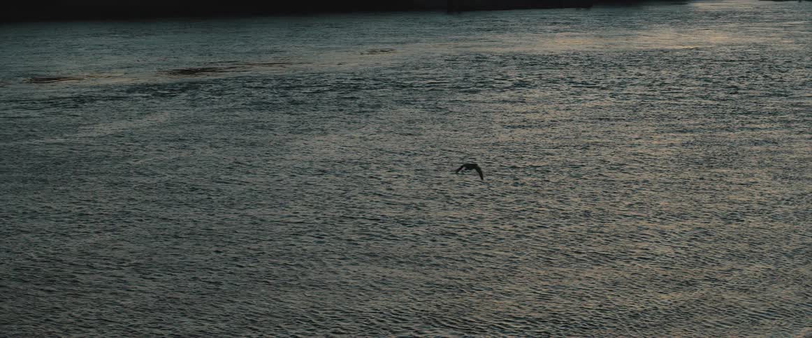 A seagull flies over the water