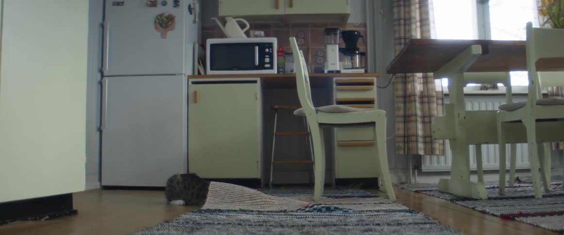 Cat playing on the kitchen floor crawls under the rug