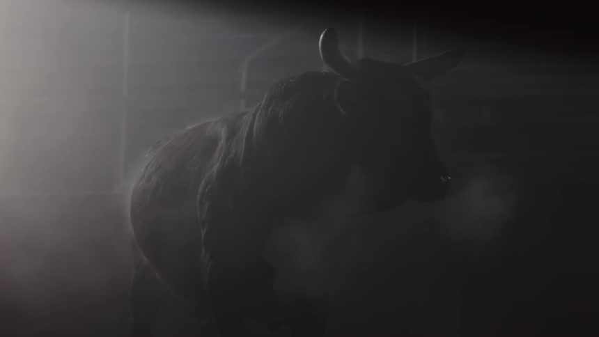 A bull walking in a stable