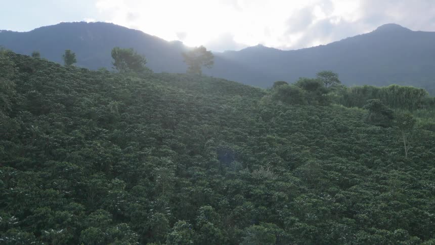 Aerial view of the green canopy of a forest growing in the mountains