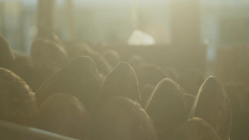 Rows of bread lined up in a crate