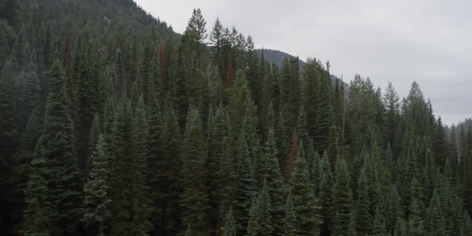 Fog lifts from a cliffside forest