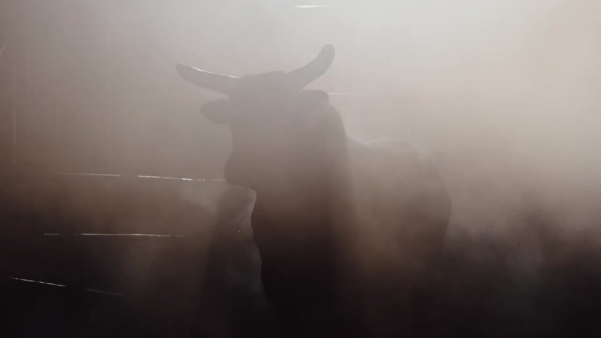 Fog surrounding a bull in a pen