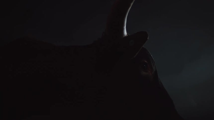 Bulls head with horns are silhouetted in the stable
