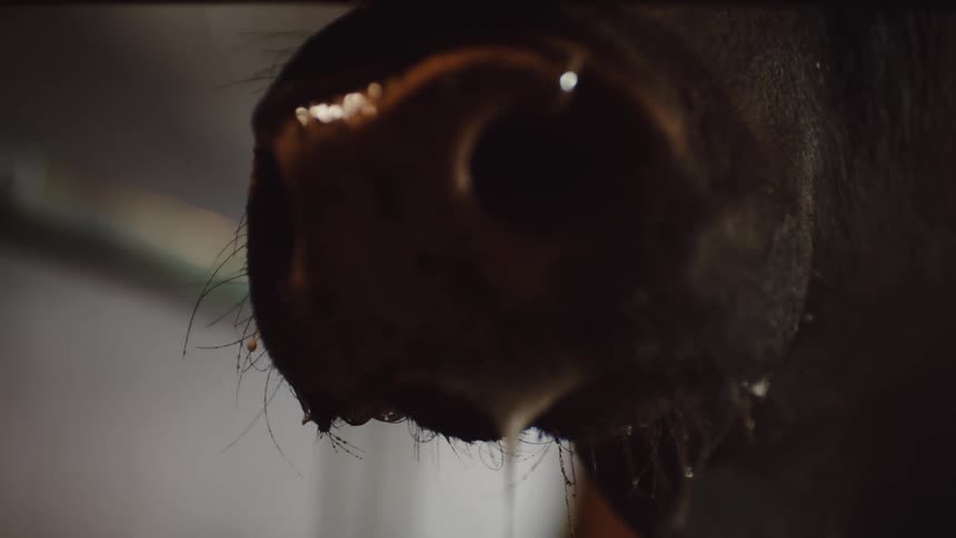 Close up of snot dripping from a bull snout