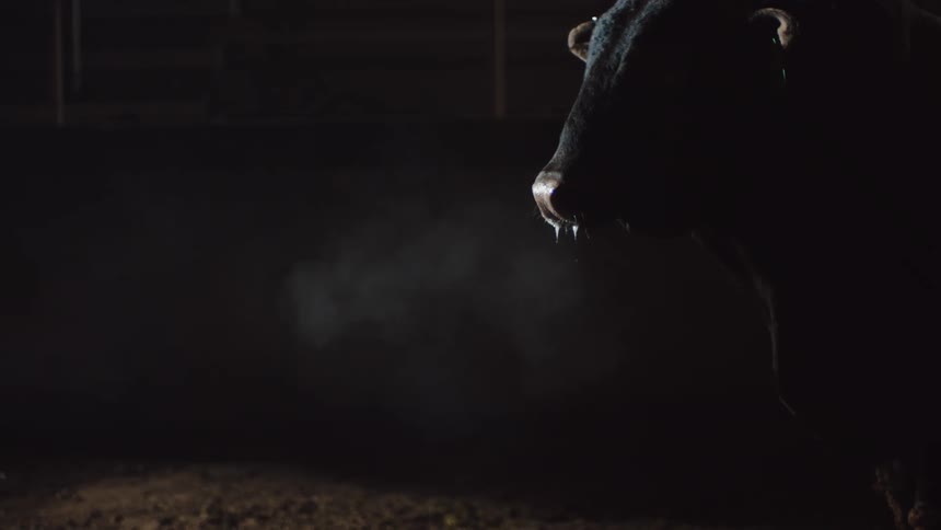 A cows breath visible in the cold