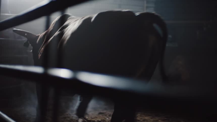 A bull in a bullpen with railing a wall and a window in the background