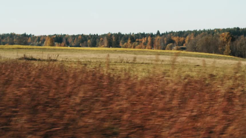 Open field surrounded by forest and trees with fall colored leaves