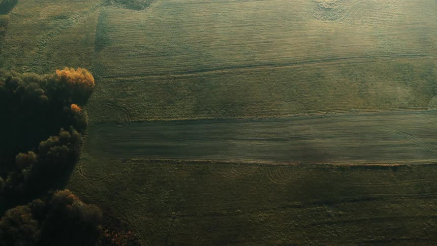 Trees and shrubs covering a rural field