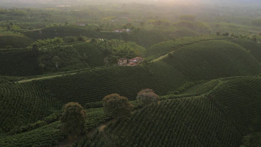 Many rows of grass and trees with houses in the center of the groves