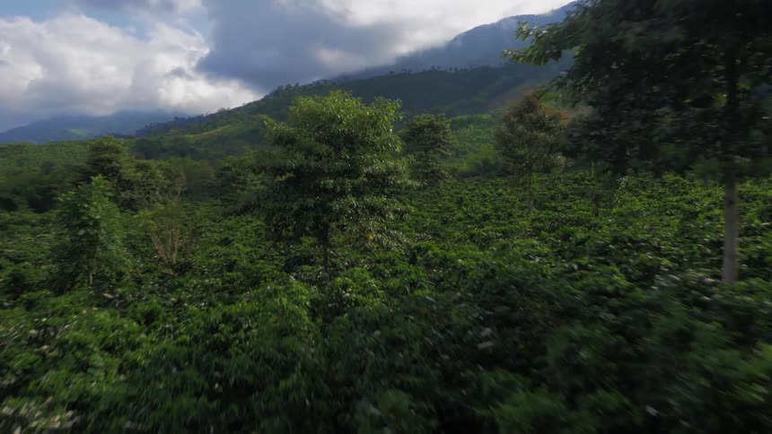 Aerial view of the green canopy of a forest growing in the mountains