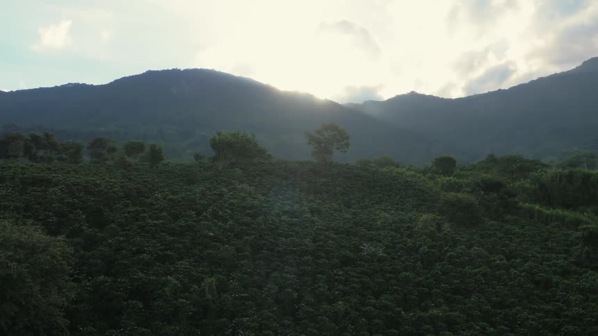 Rolling hills sit just beyond a dense vast forest