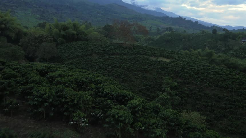 The hills are green and full of trees
