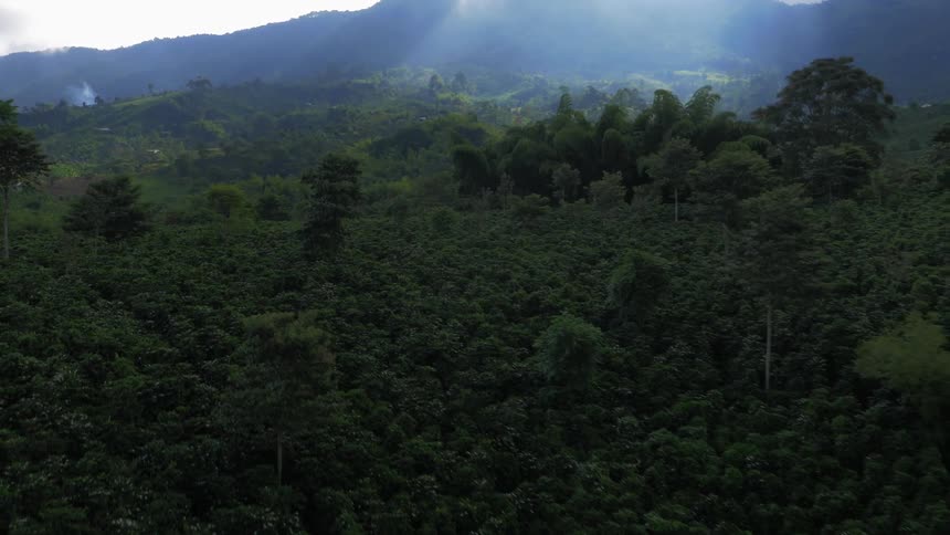 Sunlight shines over mountains behind a forest