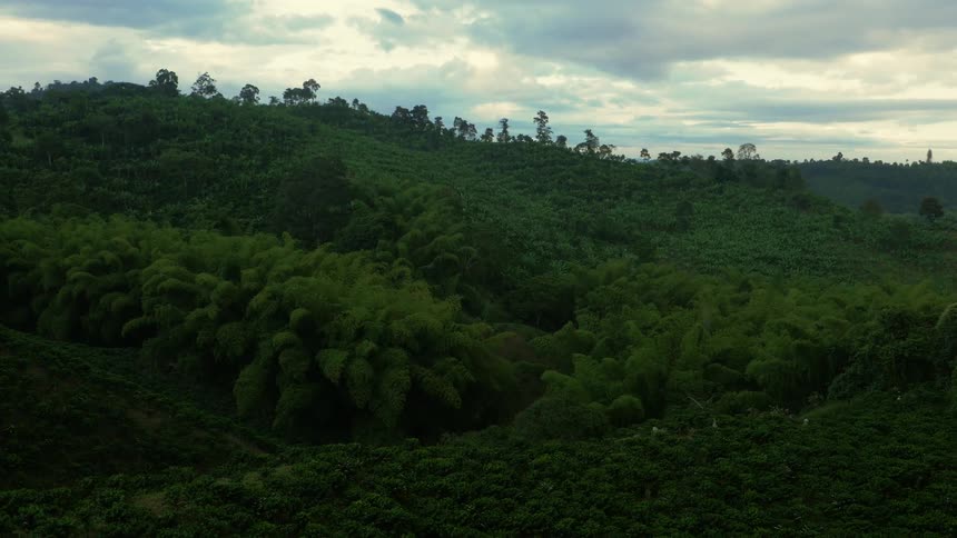 The hills are covered with trees